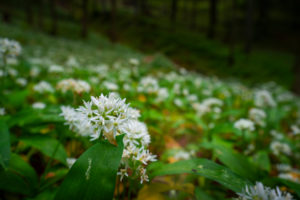 Europe, Germany, Bavaria, Aschau am Inn, Wild Garlic Field in Forest, Europe, Germany, Bavaria, Aschau am Inn, Wild Garlic Field in Forest,